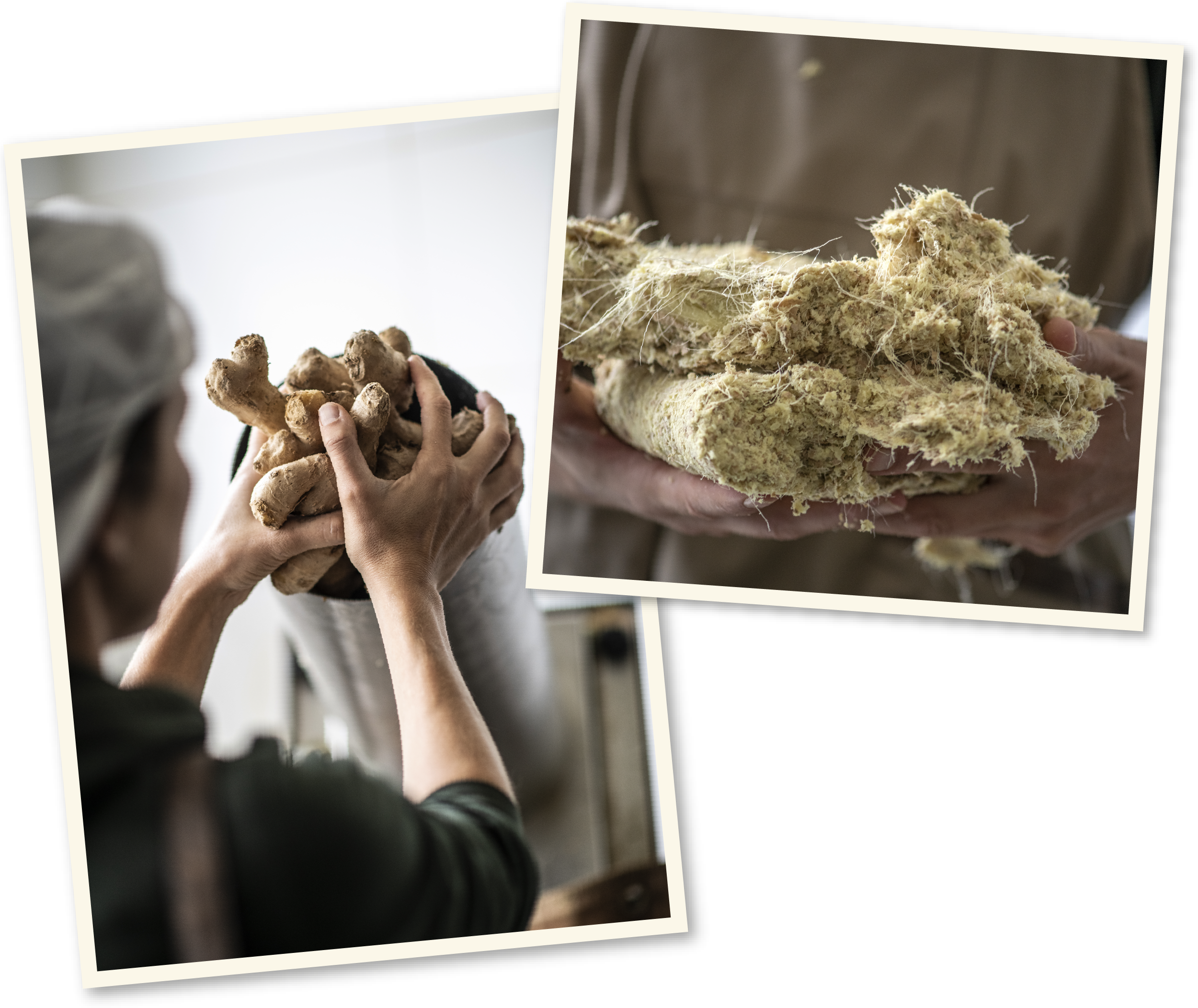 <p>La puissance du <em>gingembre</em> et du <em>curcuma</em></p>